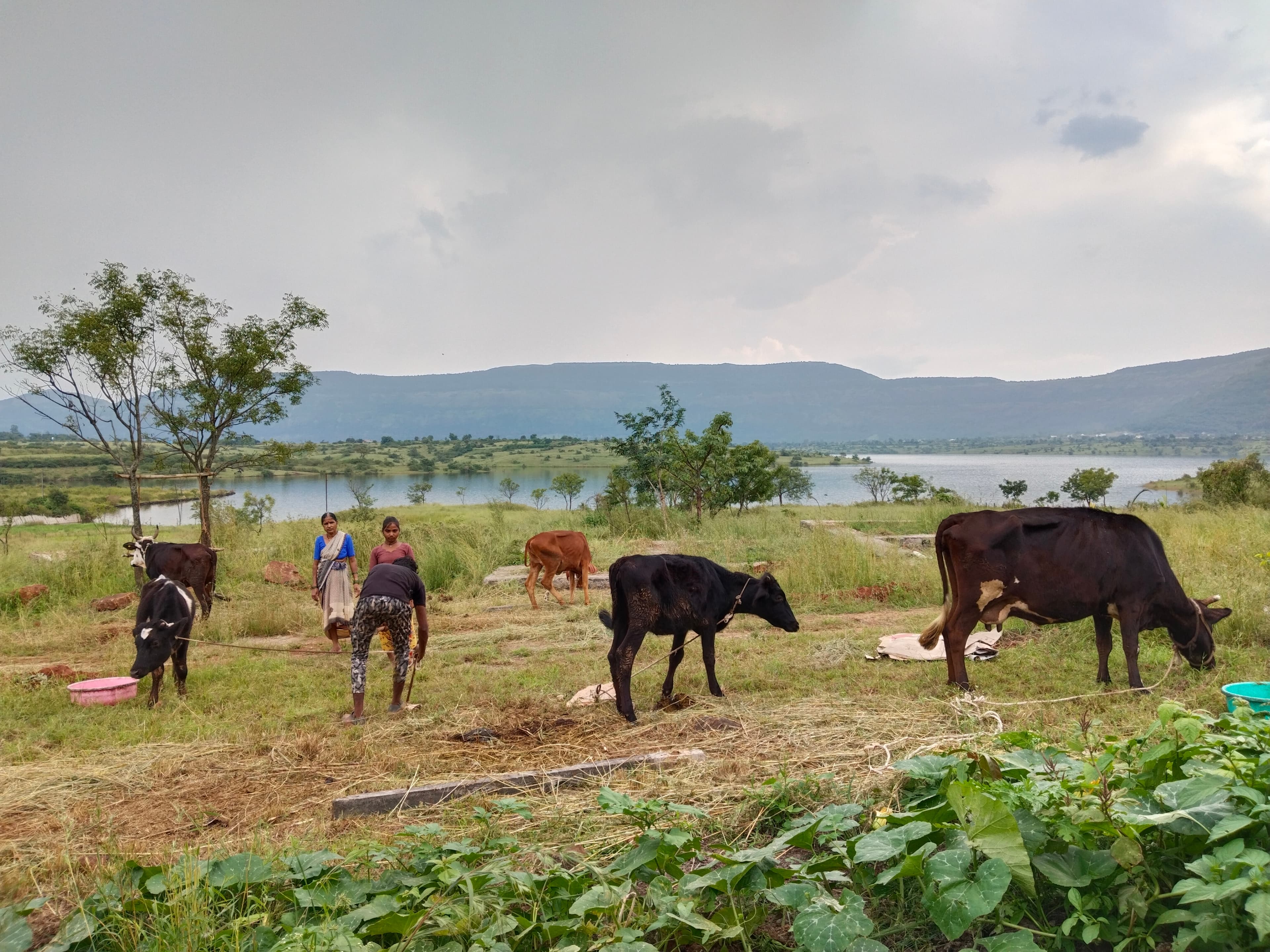 Cows grazing